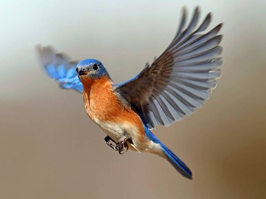 Las aves poseen una brújula cuántica en sus ojos más precisa que cualquier GPS