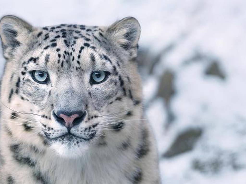 Preciosos retratos de animales en peligro de extinción que urge salvar