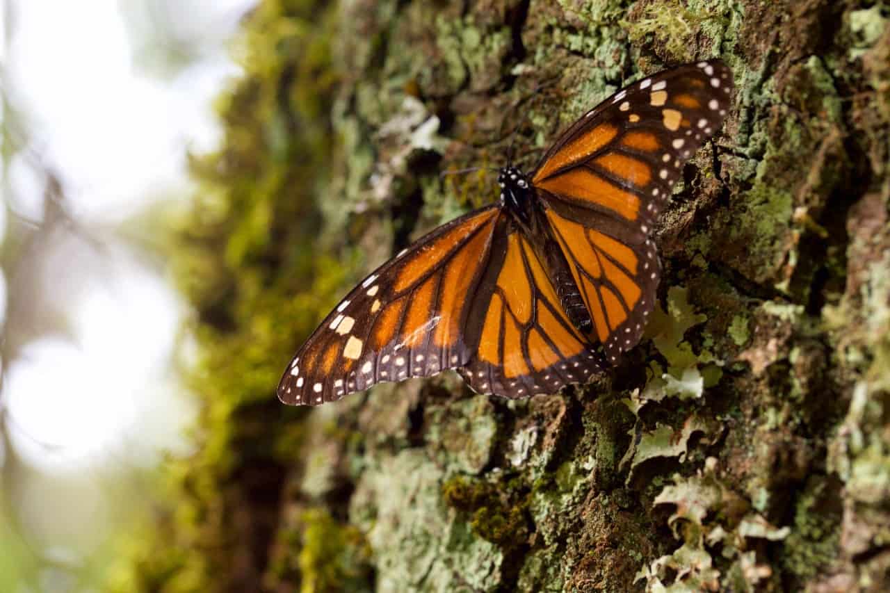 La Mariposa Monarca Entra A La Lista De Especies En Peligro De Extinción