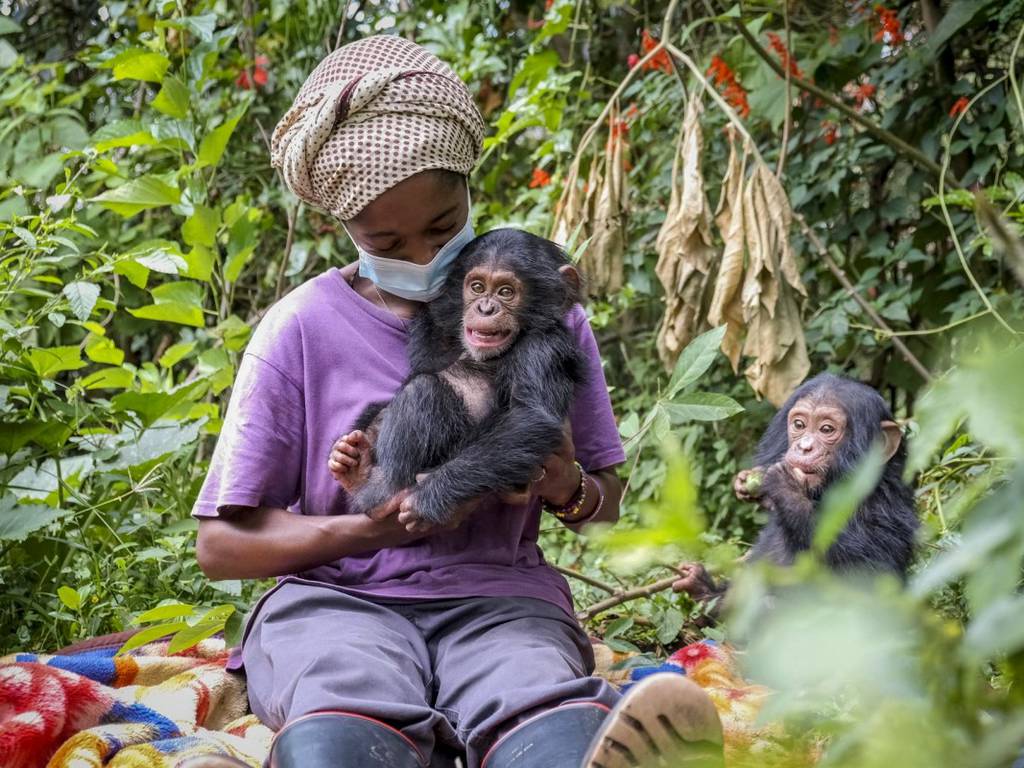 Lwiro, el paraíso en el Congo donde los chimpancés se recuperan