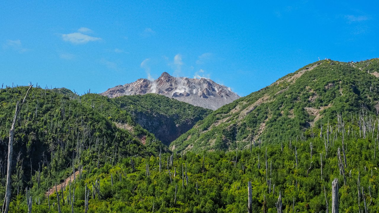 Chaitén: La Resiliencia Del Bosque Que Renació De Entre Las Cenizas De Un Volcán