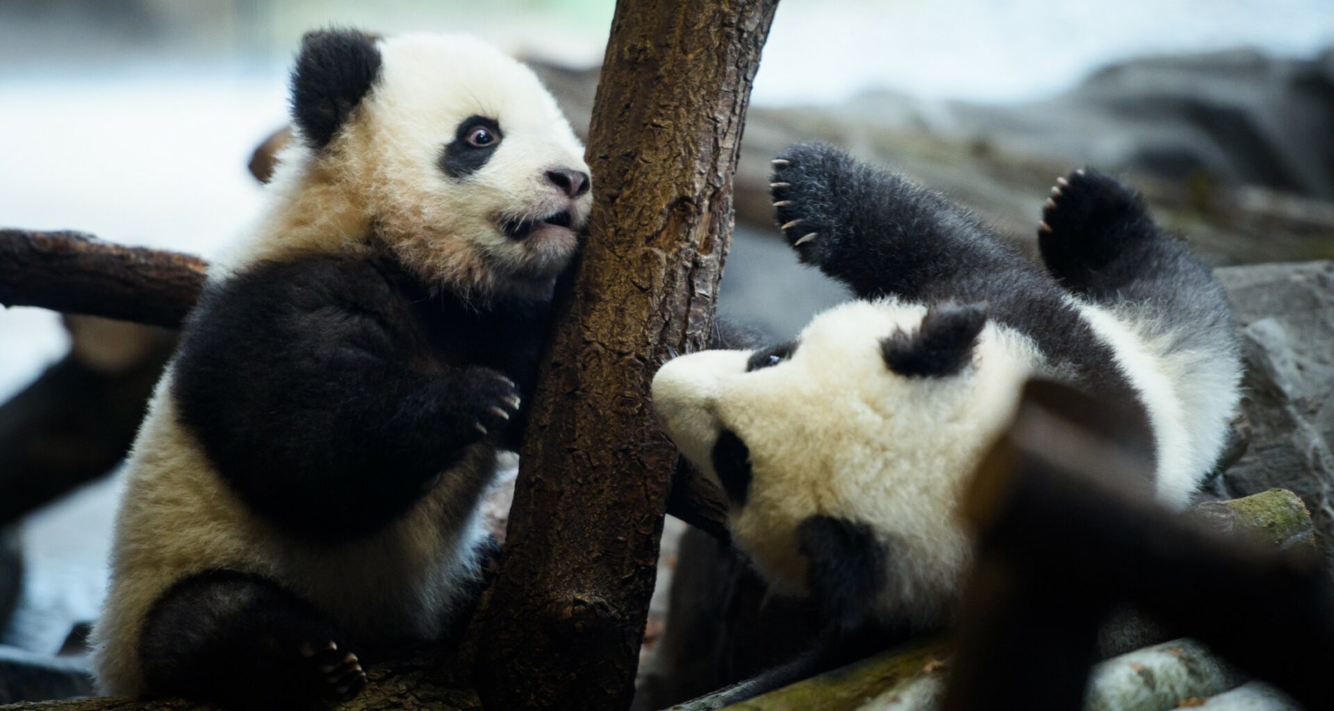 Nacen Dos Pandas Gemelos Y El Sentimiento De Conservación Se Reaviva