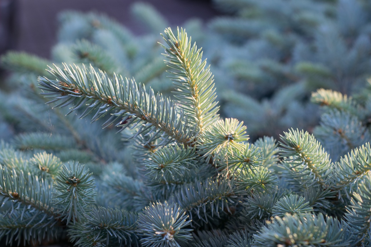 Árbol De Navidad: Las 5 Mejores Opciones Naturales
