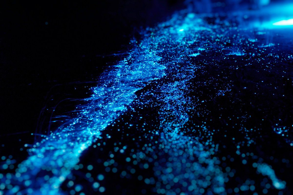 Mar De Estrellas Bioluminiscencia