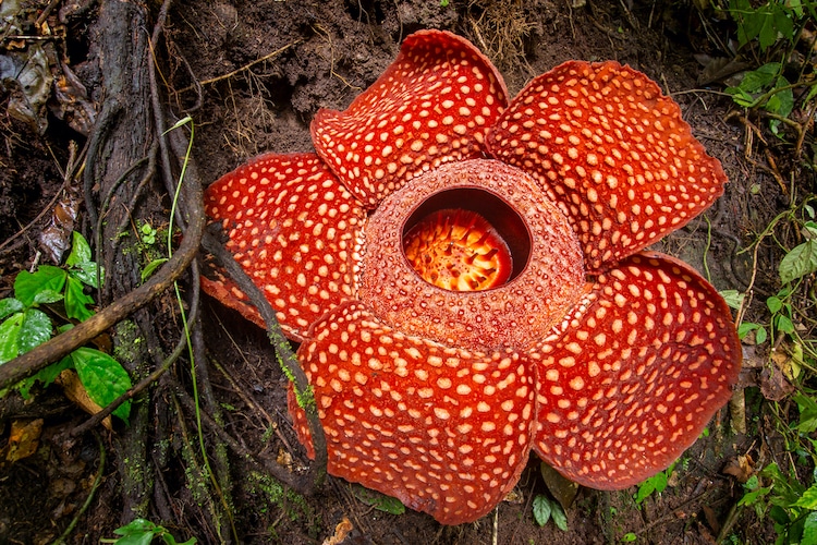 Rafflesia: La “flor Del Cadáver” Y La Más Grande Del Mundo