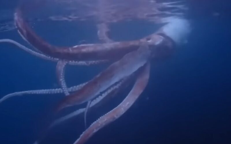 calamar gigante japon
