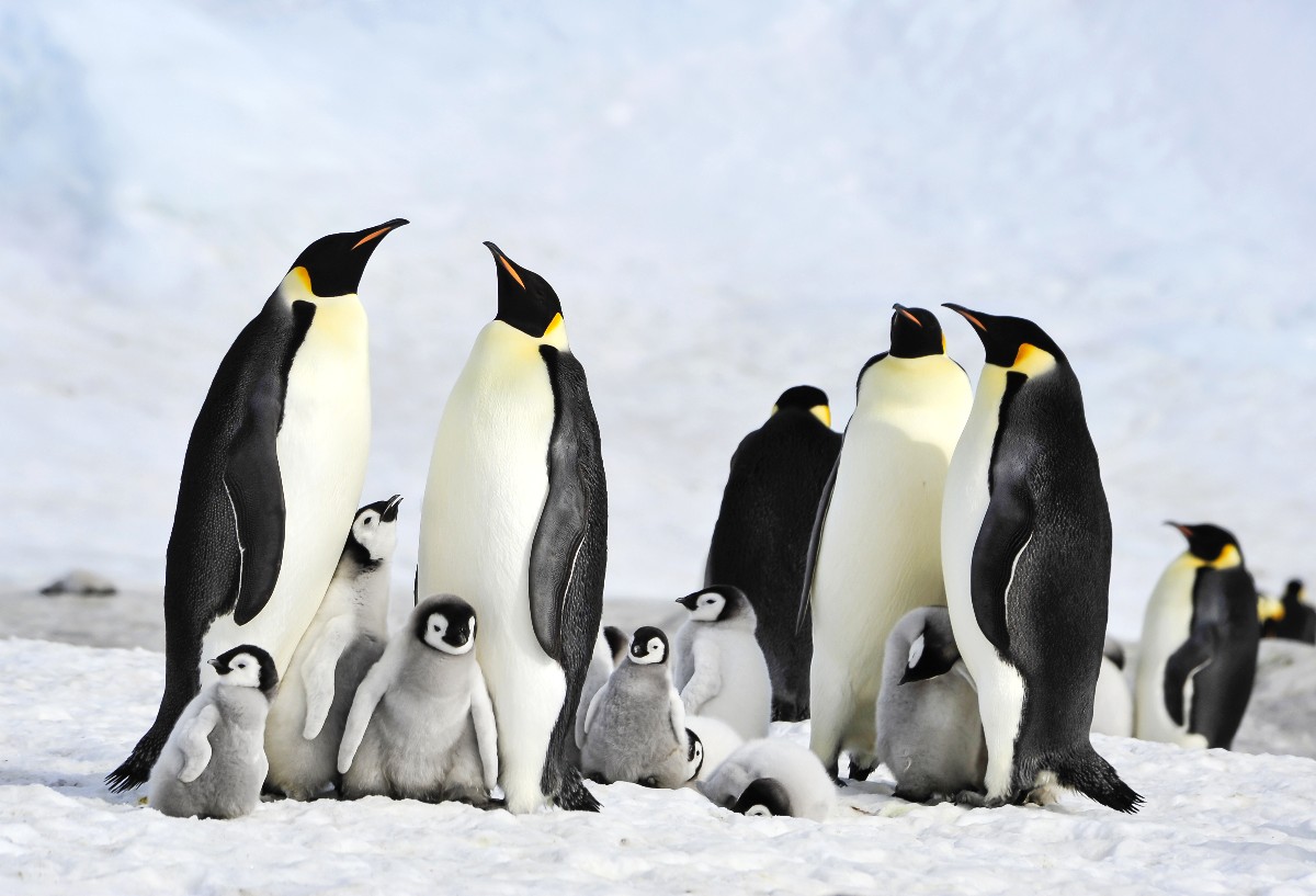 pingüinos emperador