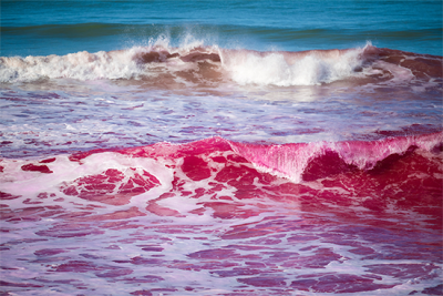 oceano-pacifico-rosa