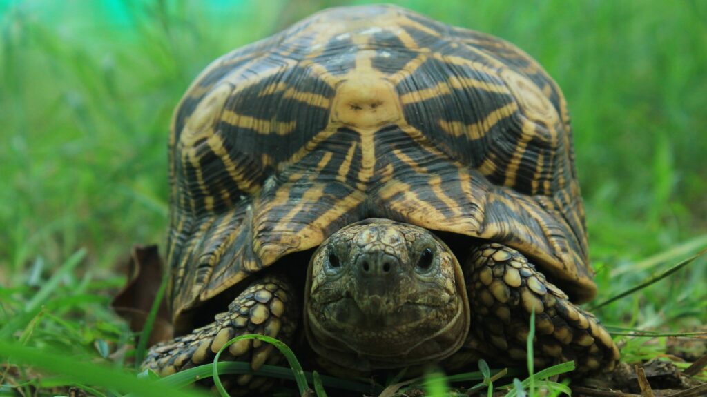 tortugas en peligro de extincion