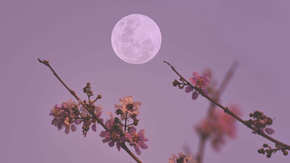 luna de flores mayo 2023