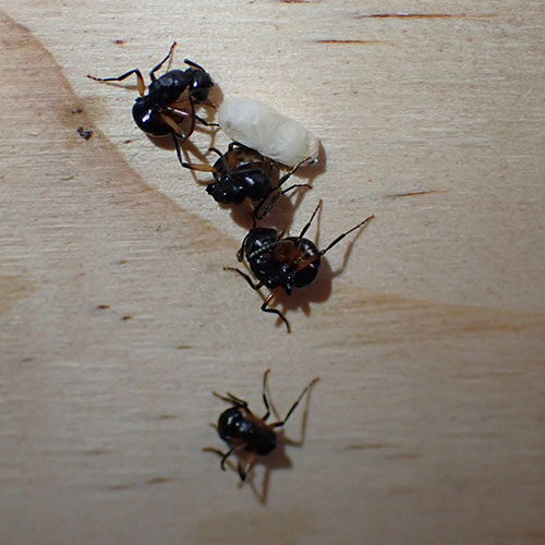 hormigas se hacen las muertas 